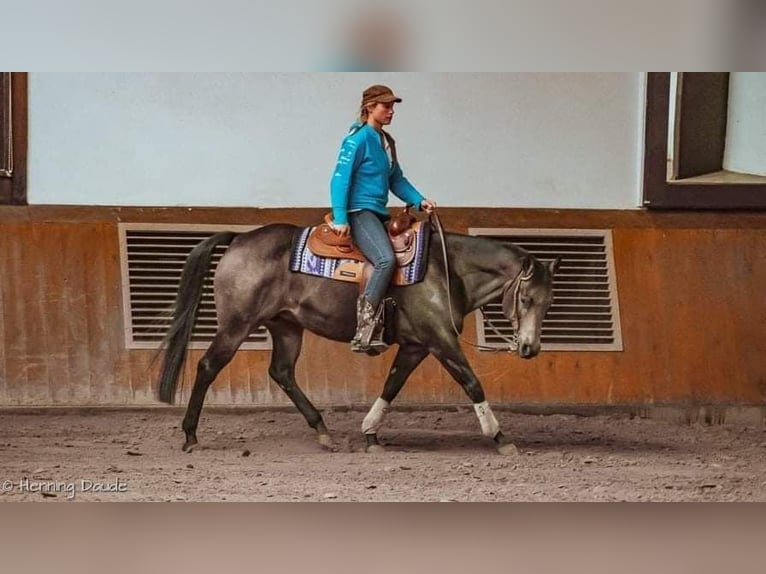 American Quarter Horse Hengst 2 Jahre Buckskin in Geestland