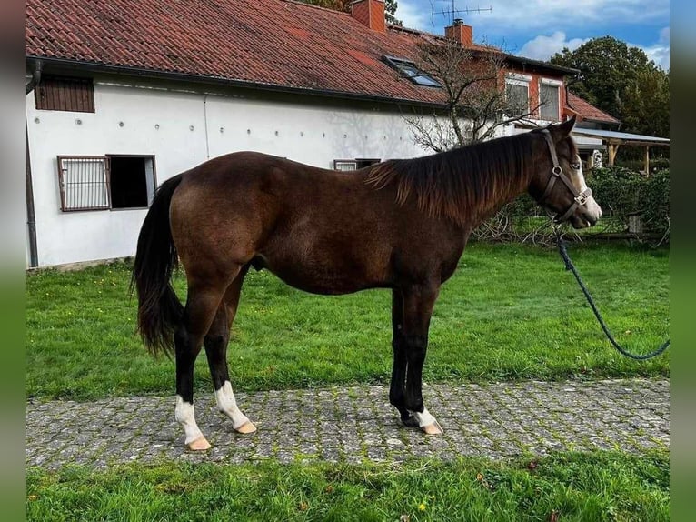 American Quarter Horse Hengst 2 Jahre Buckskin in Geestland