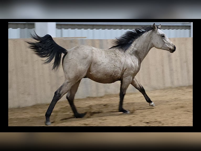 American Quarter Horse Hengst 2 Jahre Buckskin in Fischbach bei Dahn