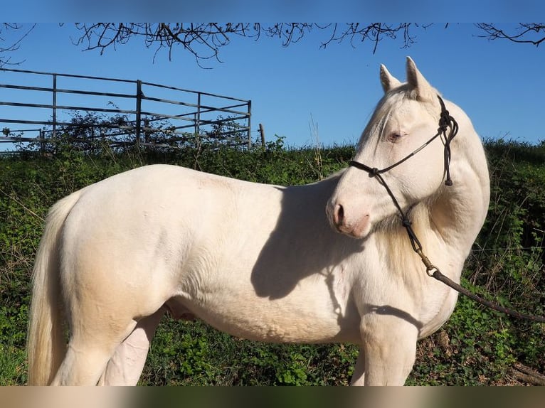 American Quarter Horse Hengst 2 Jahre Cremello in CAUMONT