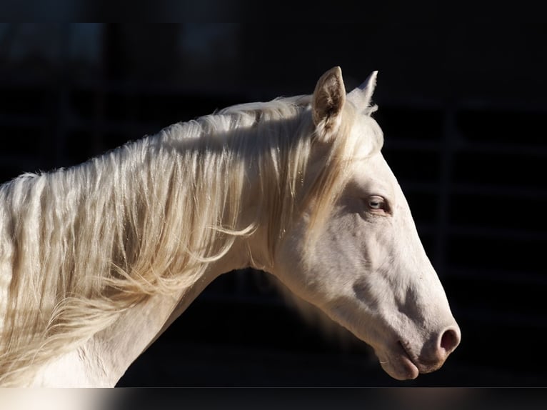 American Quarter Horse Hengst 2 Jahre Cremello in CAUMONT