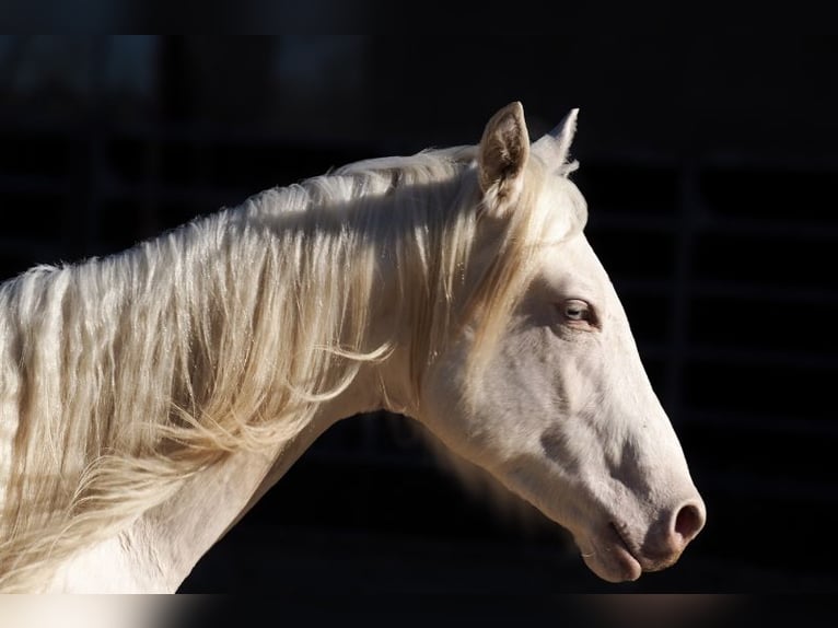American Quarter Horse Hengst 2 Jahre Cremello in CAUMONT