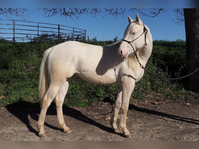 American Quarter Horse Hengst 2 Jahre Cremello in CAUMONT