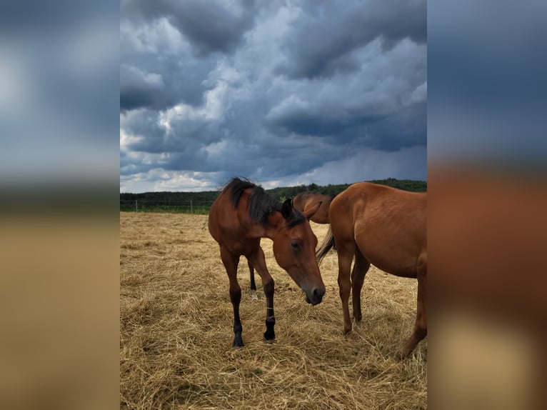 American Quarter Horse Hengst 2 Jahre Dunkelbrauner in Rheinfelden