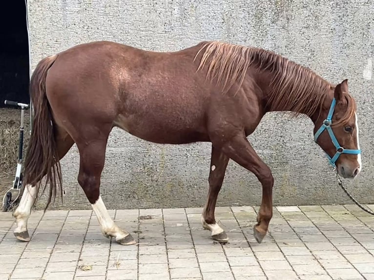 American Quarter Horse Hengst 2 Jahre Dunkelfuchs in Deggenhausertal
