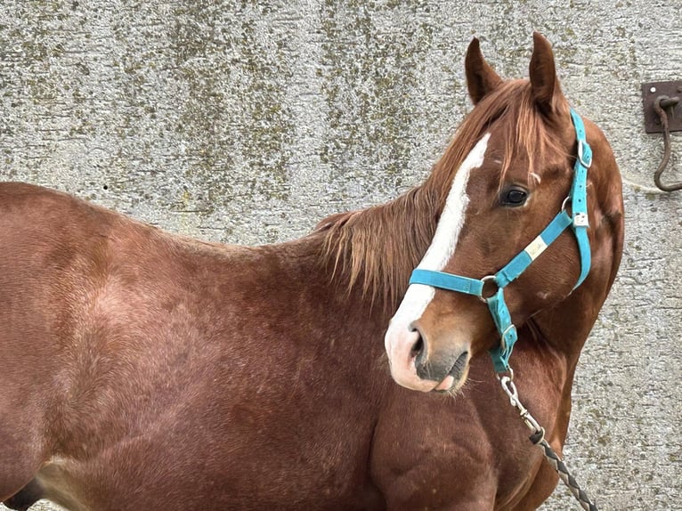 American Quarter Horse Hengst 2 Jahre Dunkelfuchs in Deggenhausertal