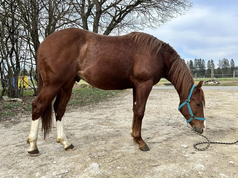 American Quarter Horse Hengst 2 Jahre Dunkelfuchs in Deggenhausertal