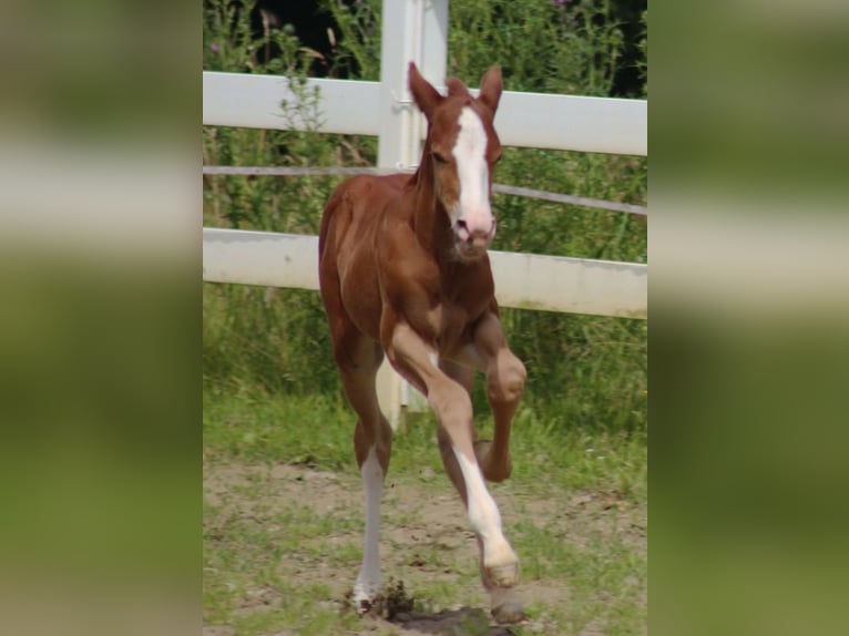 American Quarter Horse Hengst 2 Jahre Dunkelfuchs in Laubach