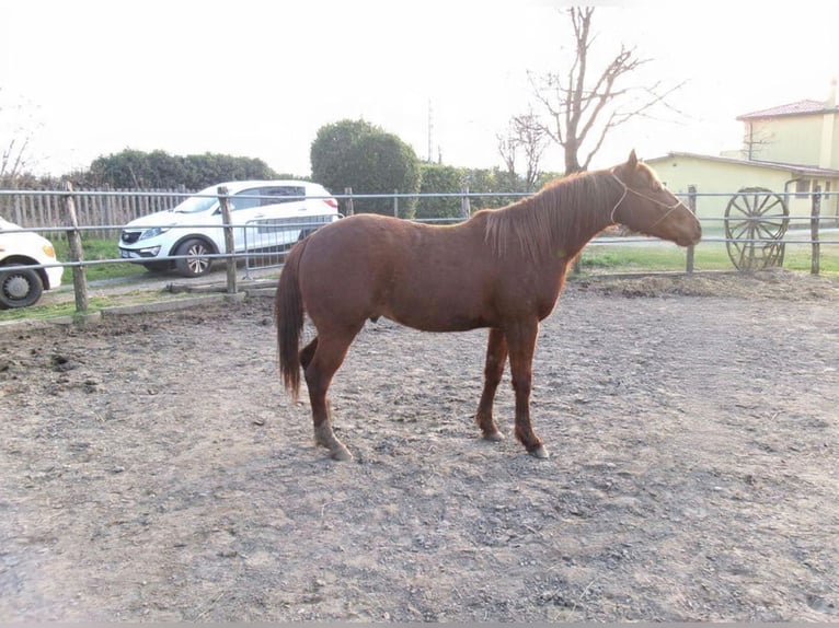 American Quarter Horse Hengst 2 Jahre Fuchs in Godega Sant'urbano