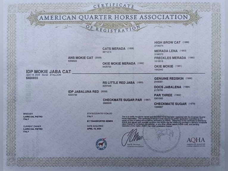 American Quarter Horse Hengst 2 Jahre Fuchs in Godega Sant'urbano