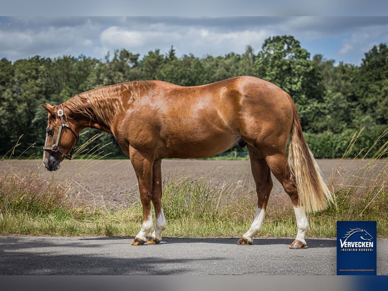 American Quarter Horse Hengst 2 Jahre Fuchs in Oud-Turnhout