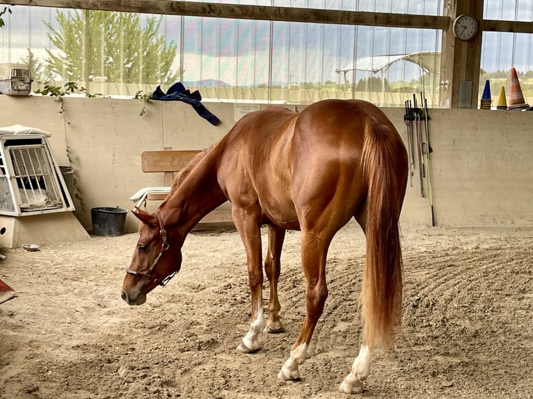 American Quarter Horse Hengst 2 Jahre Fuchs in Rheinfelden