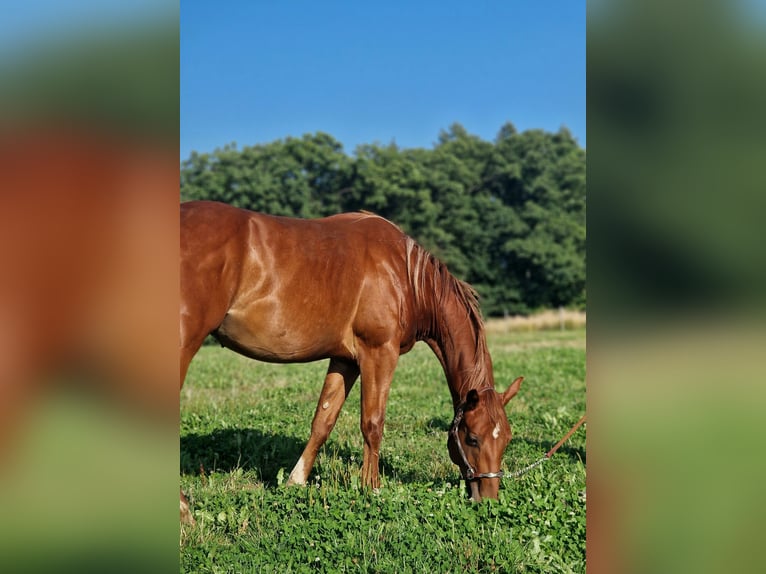 American Quarter Horse Hengst 2 Jahre Fuchs in Rheinfelden American Quarter Horse Hengst 2 Jahre Fuchs in Rheinfelden
