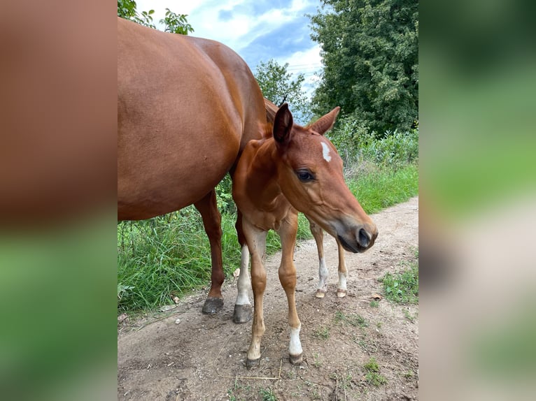 American Quarter Horse Hengst 2 Jahre Fuchs in Rheinfelden