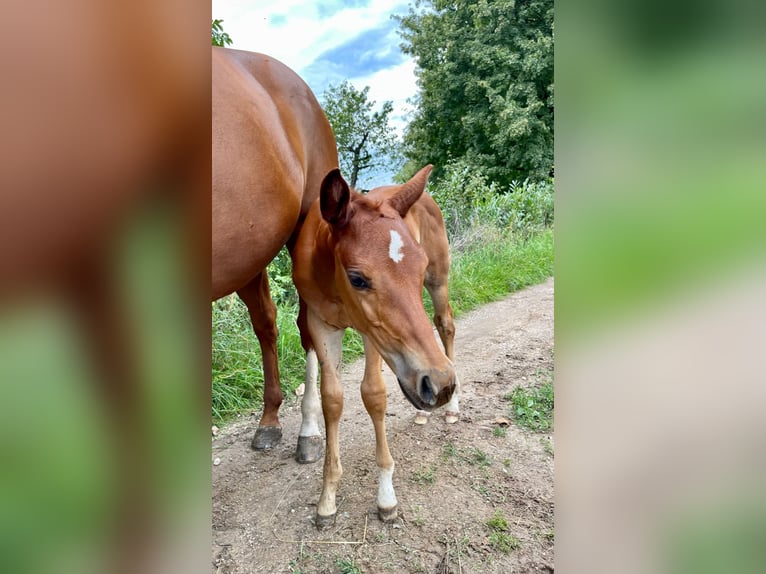 American Quarter Horse Hengst 2 Jahre Fuchs in Rheinfelden