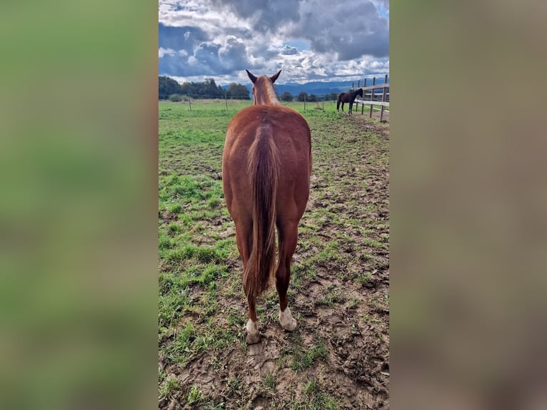 American Quarter Horse Hengst 2 Jahre Fuchs in Rheinfelden