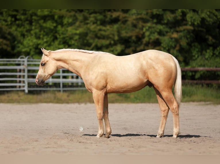 American Quarter Horse Hengst 2 Jahre Palomino in Bünde
