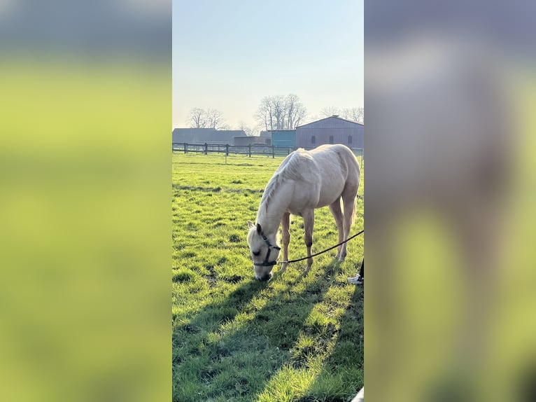 American Quarter Horse Hengst 2 Jahre Palomino in Bünde