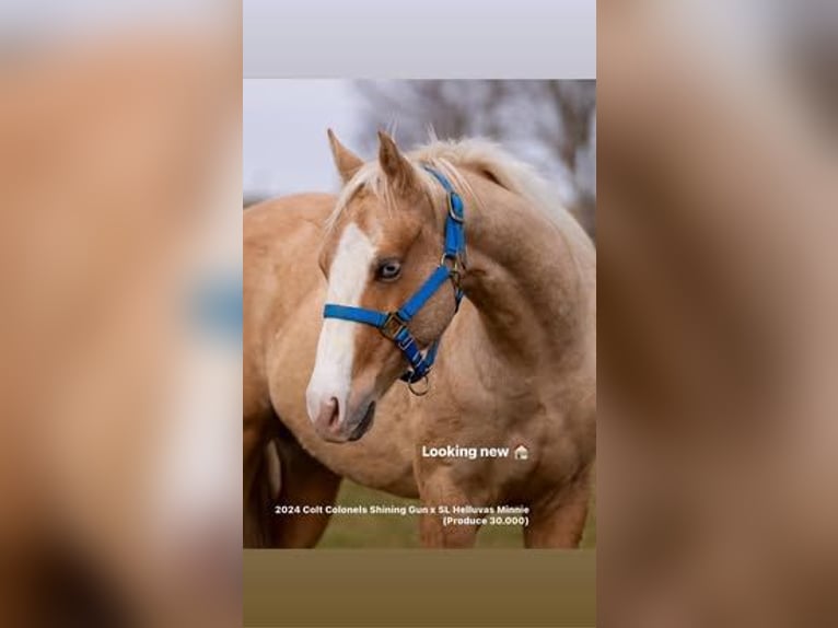American Quarter Horse Hengst 2 Jahre Palomino in Deggenhausertal