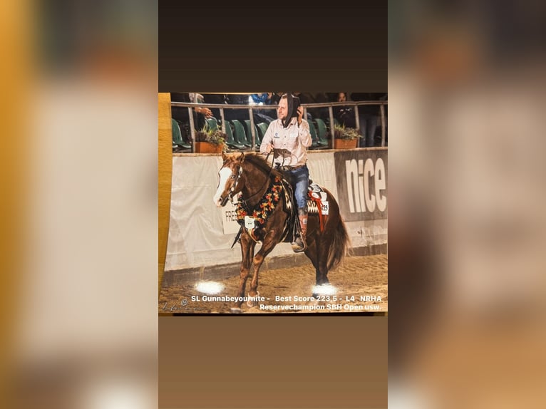 American Quarter Horse Hengst 2 Jahre Palomino in Deggenhausertal