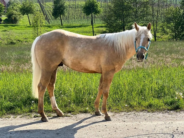 American Quarter Horse Hengst 2 Jahre Palomino in Geisenfeld