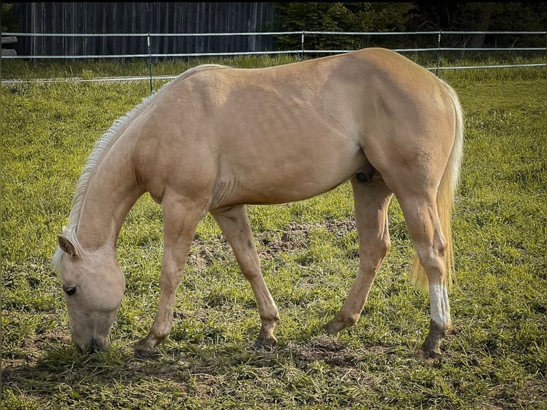 American Quarter Horse Hengst 2 Jahre Palomino in Geisenfeld
