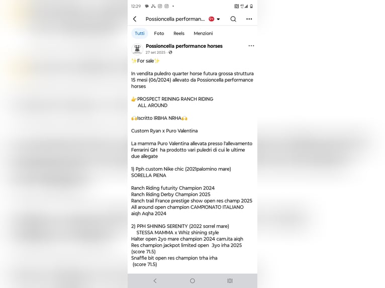 American Quarter Horse Hengst 2 Jahre Palomino in Buzzoletto