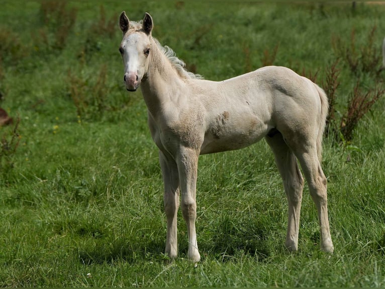 American Quarter Horse Hengst 2 Jahre Palomino in Biberach an der Riß