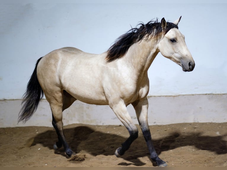 American Quarter Horse Hengst 2 Jahre  in Scharbeutz