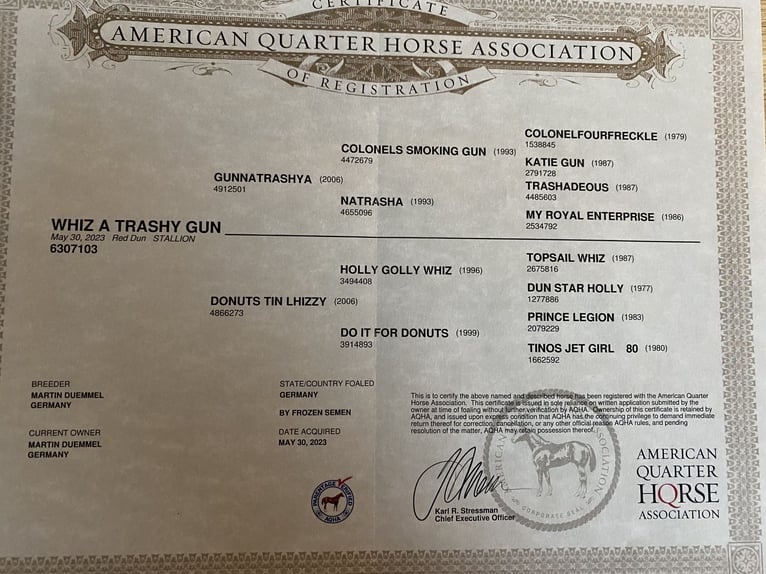 American Quarter Horse Hengst 2 Jahre in Fußach