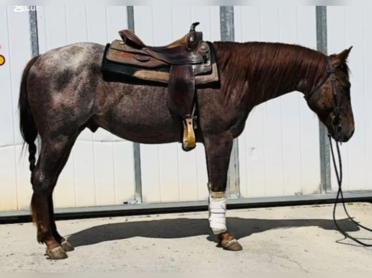 American Quarter Horse Hengst 2 Jahre Roan-Red in Massarella
