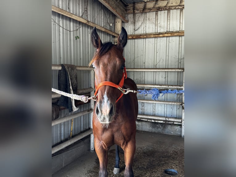 American Quarter Horse Hengst 2 Jahre Rotbrauner in Royse City