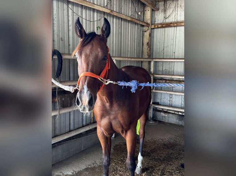 American Quarter Horse Hengst 2 Jahre Rotbrauner in Royse City