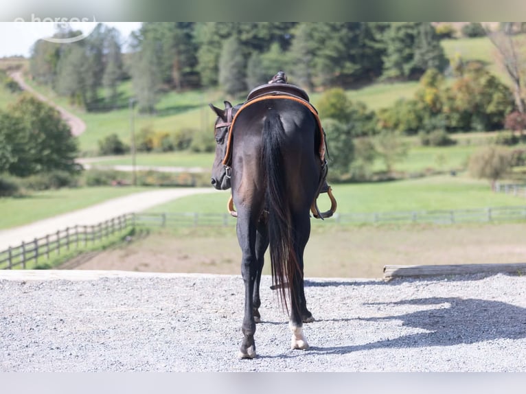 American Quarter Horse Hengst 2 Jahre Rotbrauner in Fleetwood