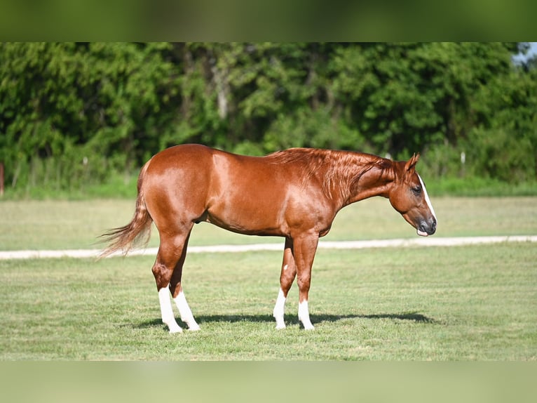American Quarter Horse Hengst 2 Jahre Rotfuchs in Waco