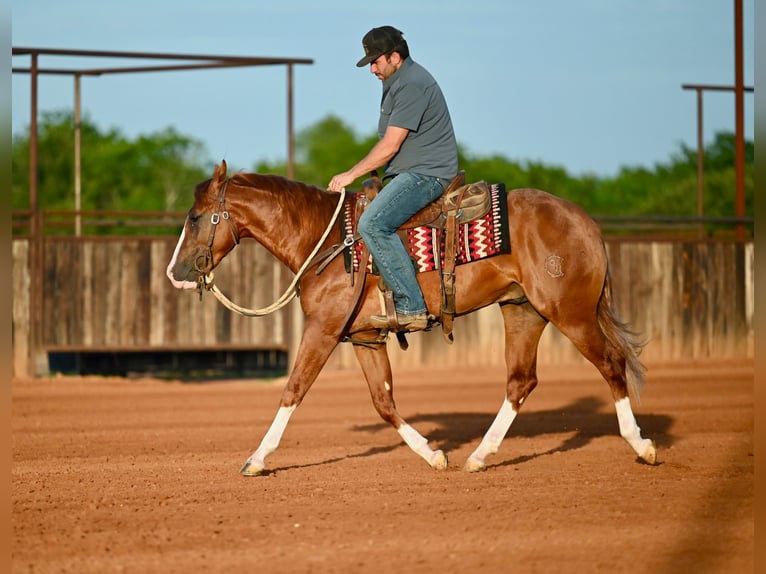 American Quarter Horse Hengst 2 Jahre Rotfuchs in Waco