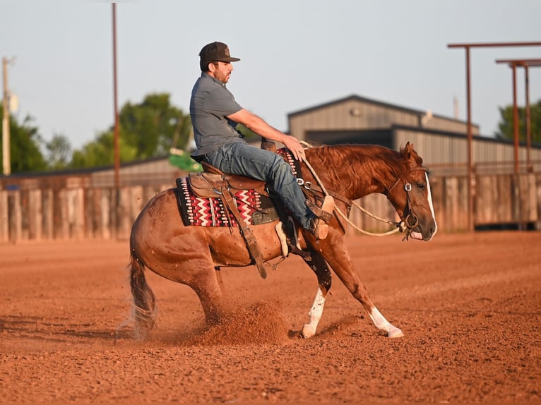 American Quarter Horse Hengst 2 Jahre Rotfuchs in Waco