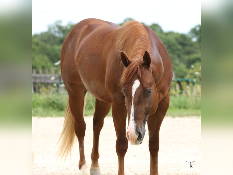 American Quarter Horse Hengst 2 Jahre Rotfuchs in Bellevue