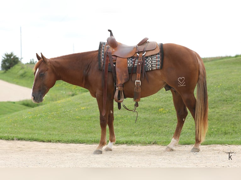 American Quarter Horse Hengst 2 Jahre Rotfuchs in Bellevue