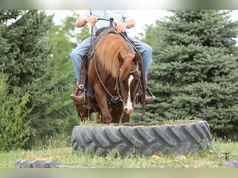 American Quarter Horse Hengst 2 Jahre Rotfuchs in Bellevue