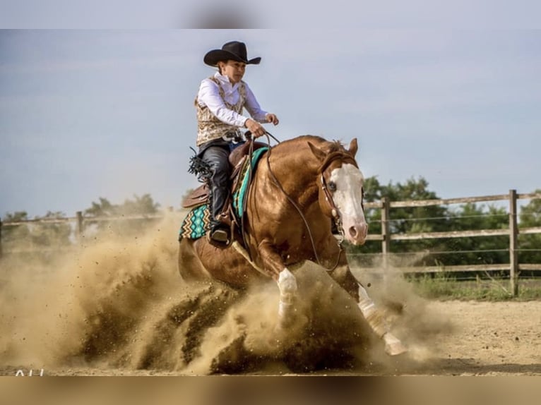 American Quarter Horse Hengst 2 Jahre Rotfuchs in Nova Gorica