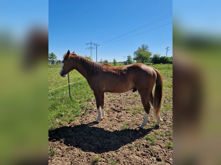 American Quarter Horse Hengst 2 Jahre in Eberbach