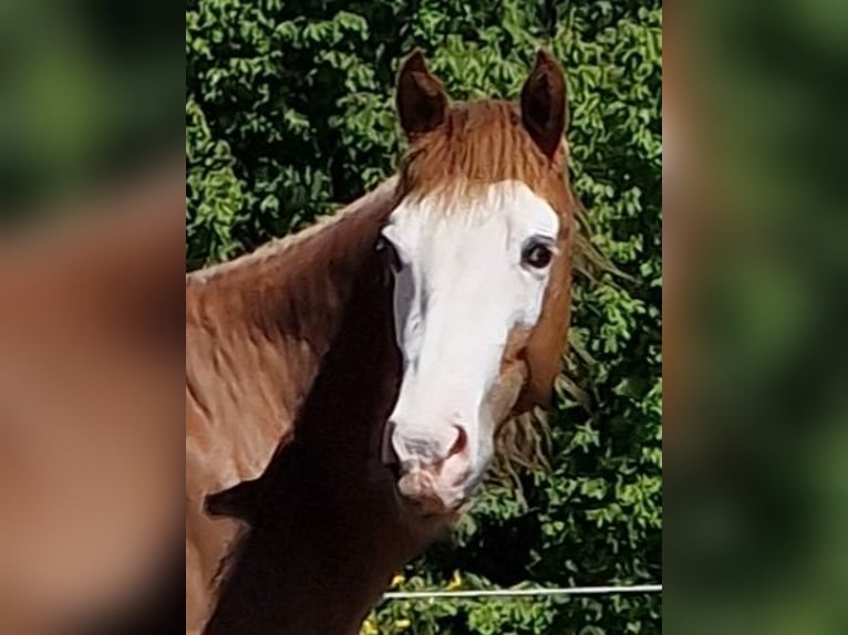 American Quarter Horse Hengst 2 Jahre in Eberbach