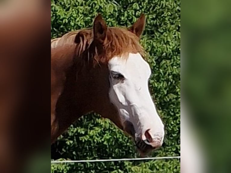 American Quarter Horse Hengst 2 Jahre in Eberbach