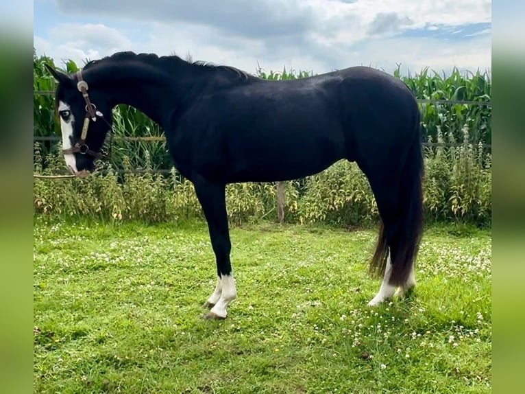 American Quarter Horse Hengst 3 Jaar 139 cm Zwart in Barneveld