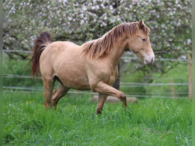 American Quarter Horse Hengst 3 Jaar 142 cm Champagne in Waldshut-Tiengen