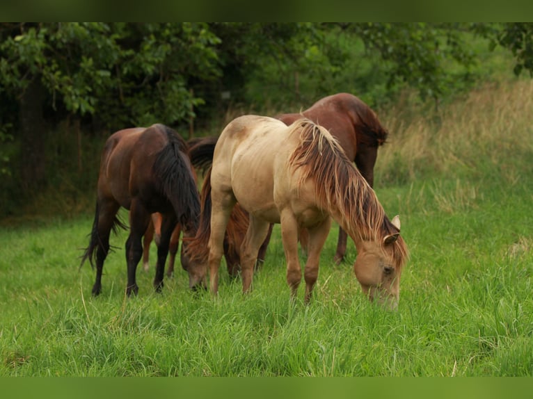 American Quarter Horse Hengst 3 Jaar 142 cm Champagne in Waldshut-Tiengen