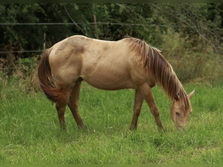 American Quarter Horse Hengst 3 Jaar 142 cm Champagne in Waldshut-Tiengen