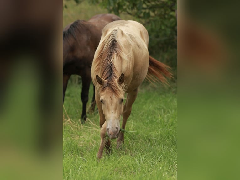 American Quarter Horse Hengst 3 Jaar 142 cm Champagne in Waldshut-Tiengen