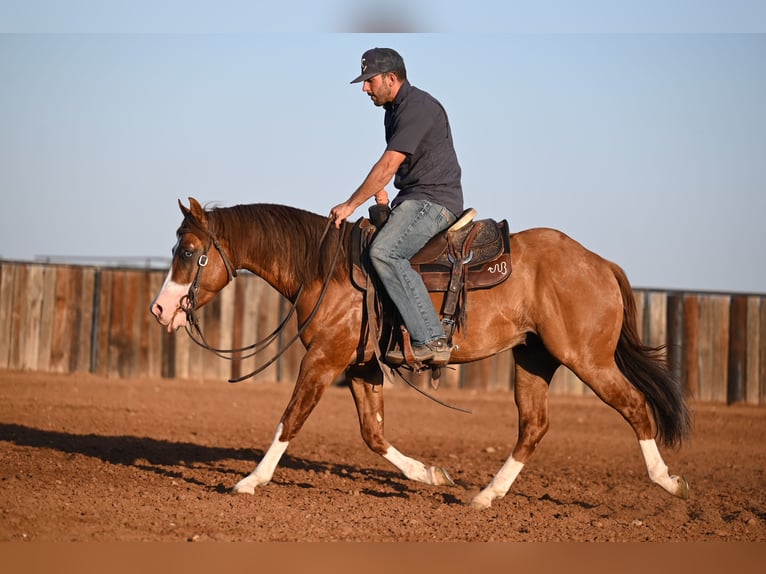 American Quarter Horse Hengst 3 Jaar 142 cm Falbe in Waco, TX